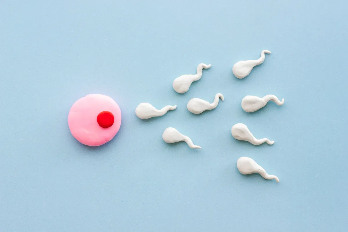 Représentation stylisée d'un ovocyte entouré de spermatozoïdes