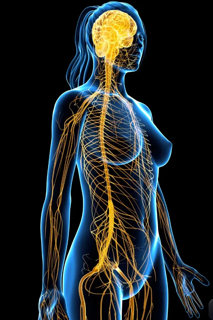 Illustration du système nerveux d'une femme : cerveau, moelle épinière et nerfs en jaune sur une silhouette bleue