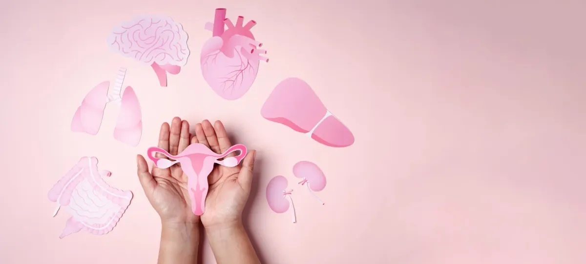 Utérus en papier tenu dans deux mains, entouré du foie, de l'intestin et du cerveau, symbole du lien entre cycle menstruel et santé globale
