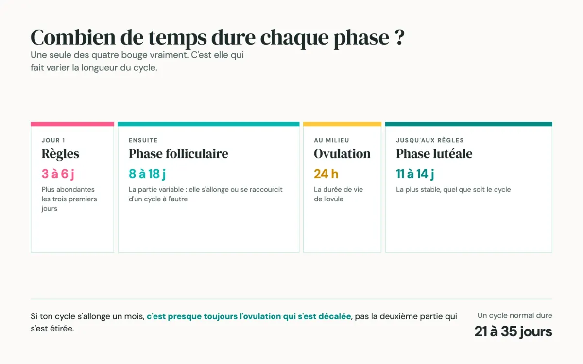 Schéma des quatre phases du cycle et de leur durée