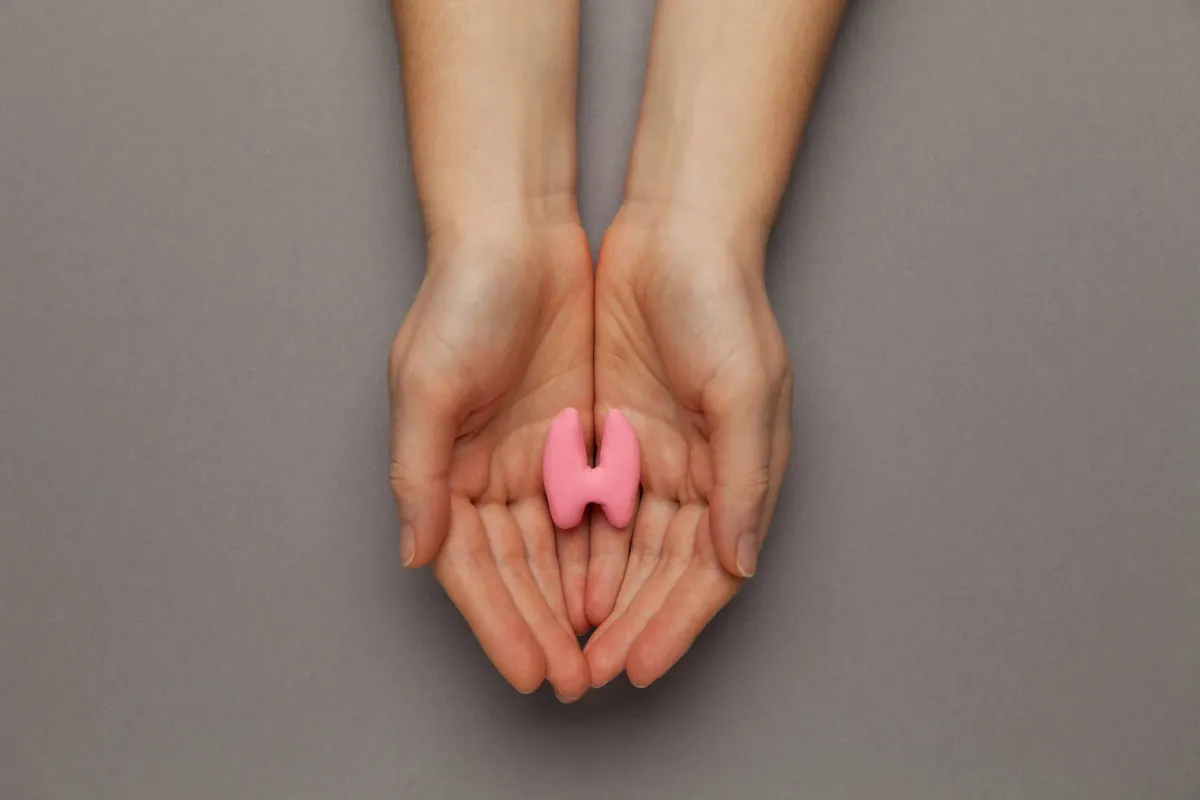 Mains tenant un modèle anatomique de thyroïde