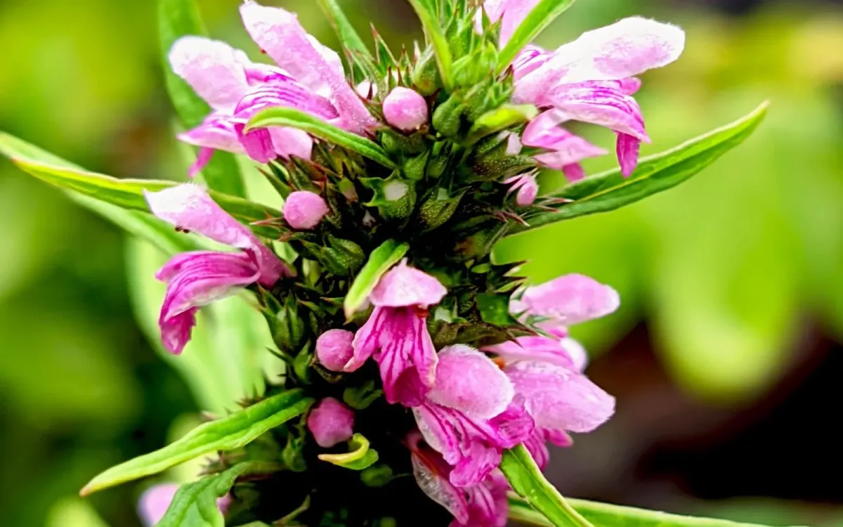 Fleurs d'agripaume en pleine floraison