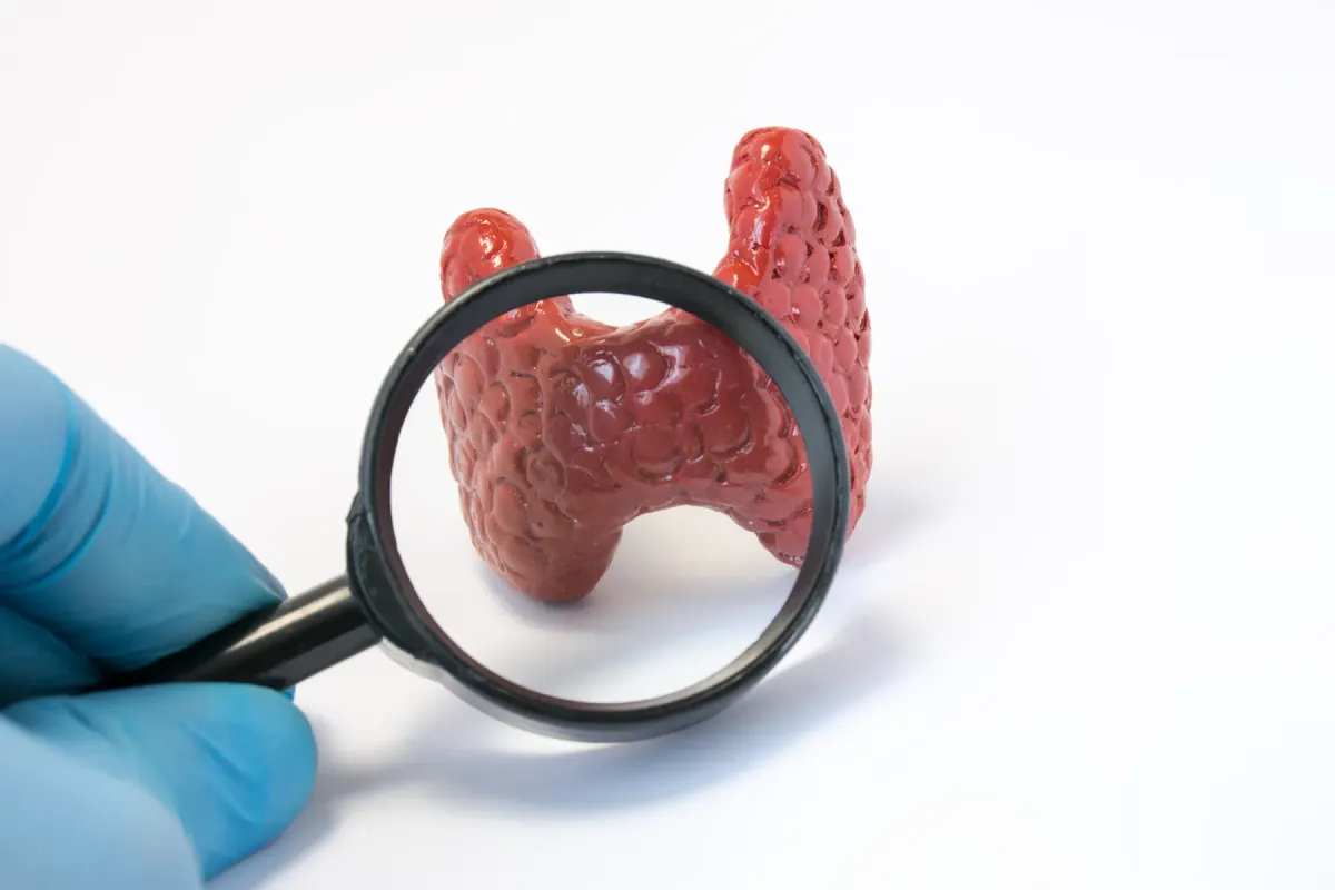 Modèle de thyroïde observé à la loupe