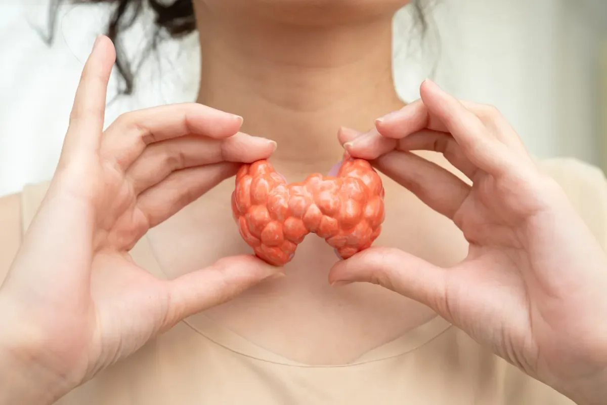 Mains tenant un modèle anatomique de thyroïde