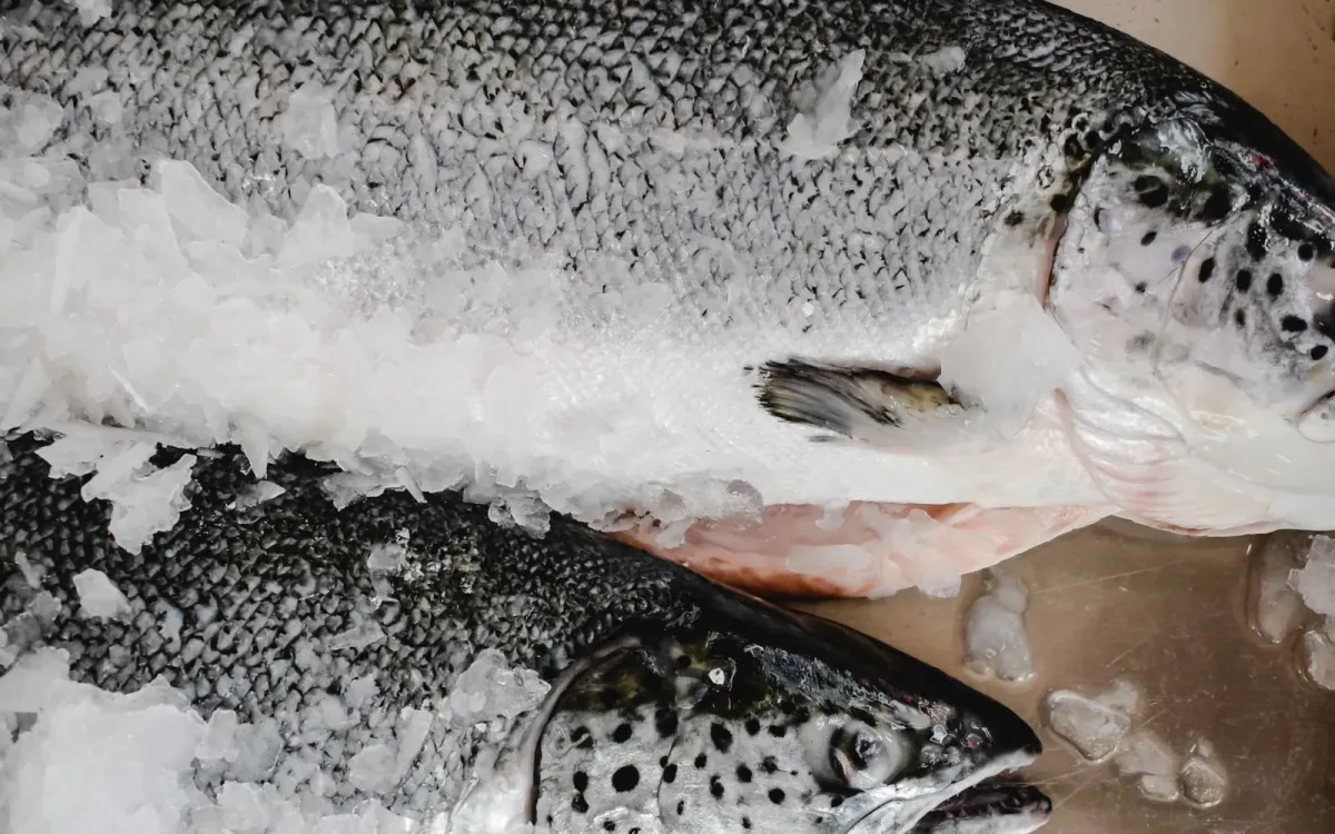 Saumon frais posé sur de la glace, source d'oméga-3