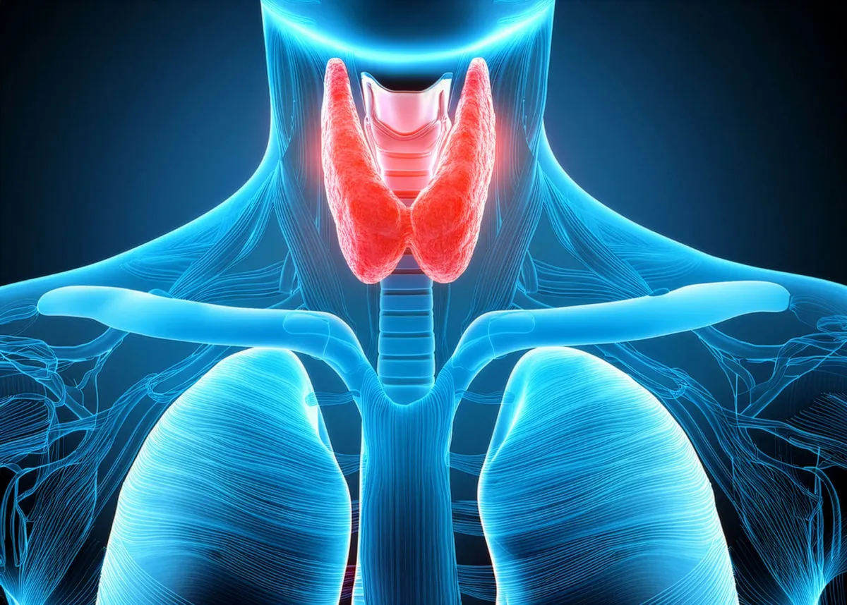 Illustration anatomique de la thyroïde dans le cou