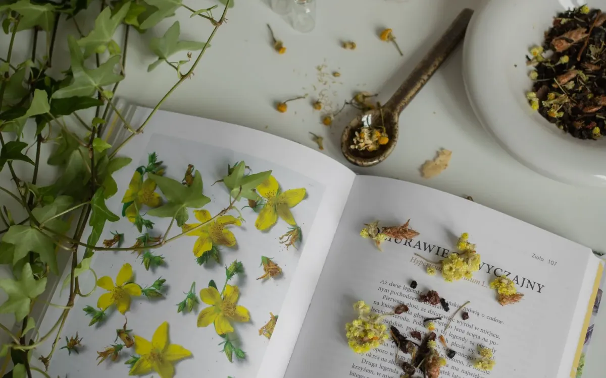 Livre d'herboristerie ouvert, fleurs séchées de camomille et de millepertuis posées sur les pages